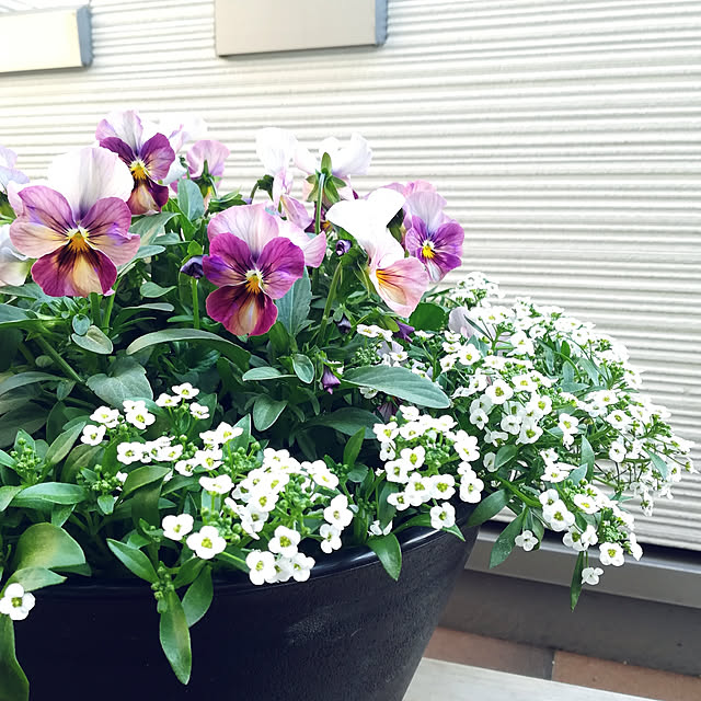 Jijiさんの実例写真