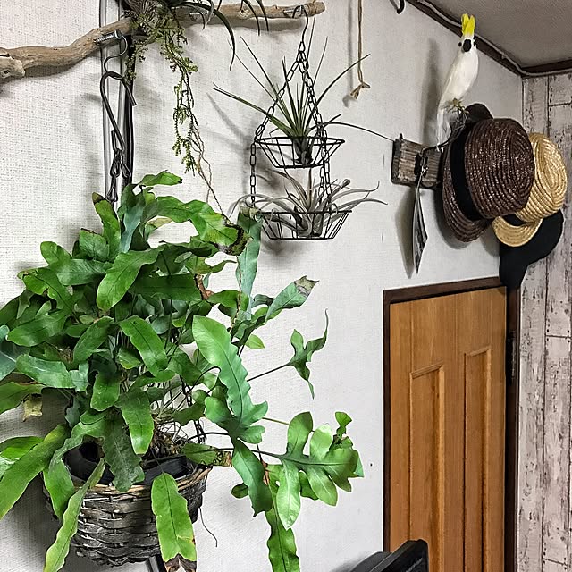 chobiさんの実例写真