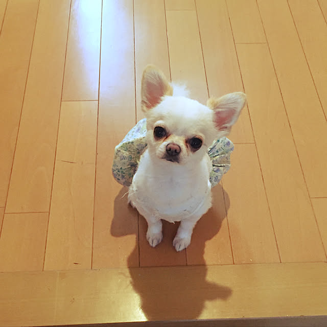 実例写真