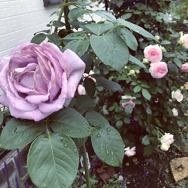 morphoさんの実例写真