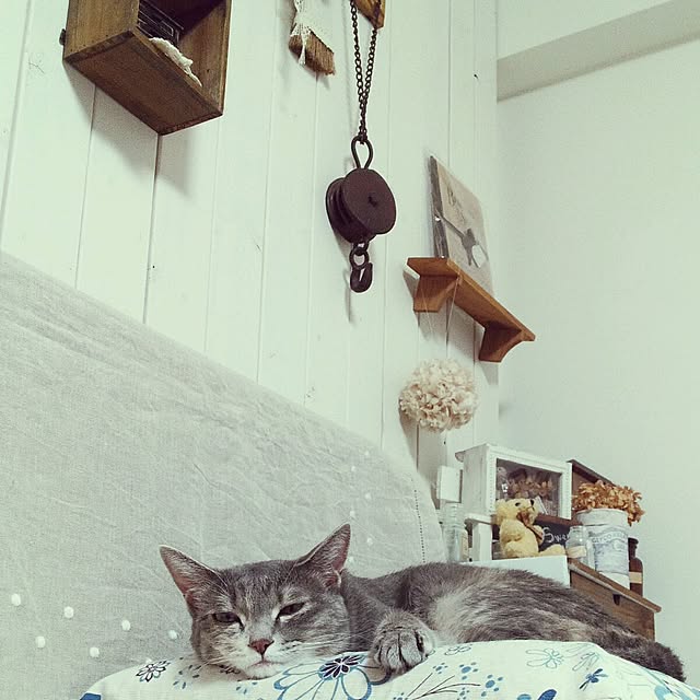 momijiさんの実例写真