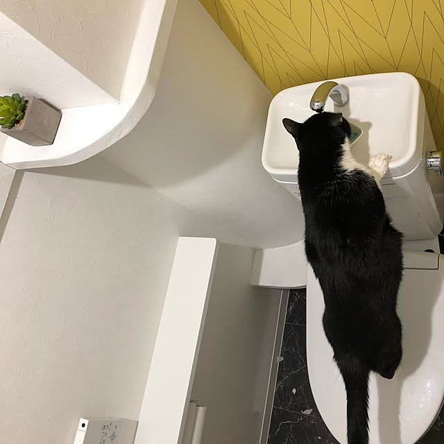 狭い部屋/トイレのインテリア/猫とインテリア/バス/トイレのインテリア実例 - 2020-11-30 18:28:23