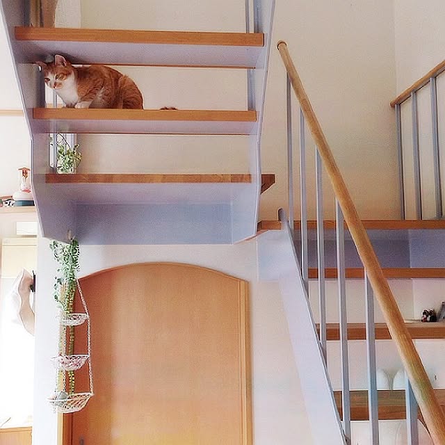 玄関/入り口/ねこ/階段/ねこのいる日常/フェイクグリーンのインテリア実例 - 2015-09-02 00:50:48