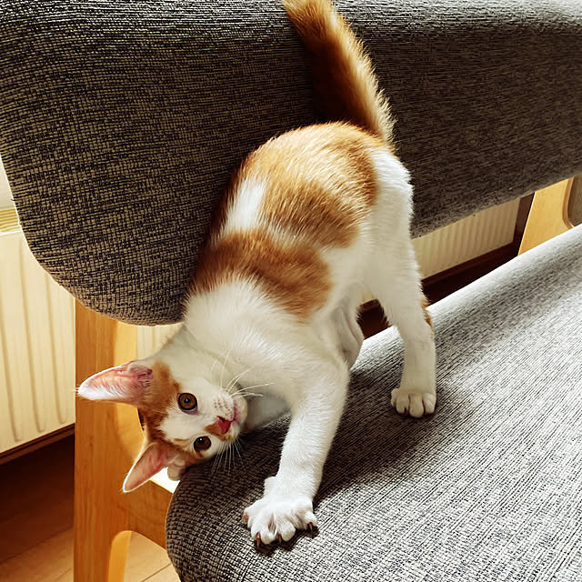 suyaさんの実例写真
