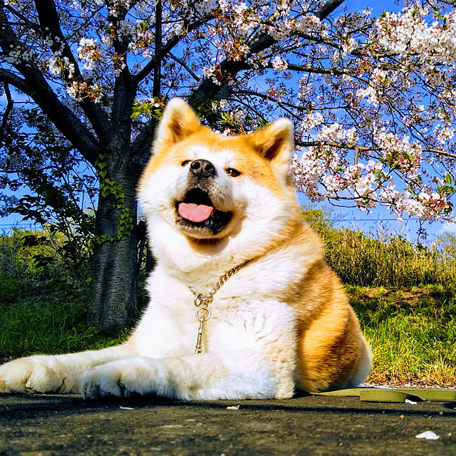 junchaさんの実例写真