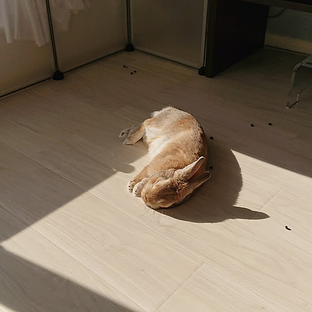 238さんの実例写真