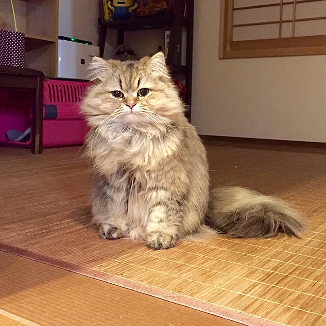 butachanさんの実例写真