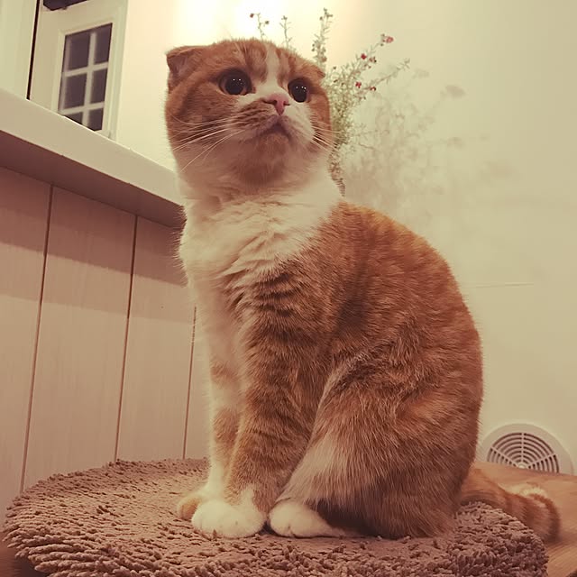 キッチン/スコティッシュフォールド/ねこと暮らす。/観葉植物のある暮らし/珪藻土のインテリア実例 - 2017-03-27 23:36:35