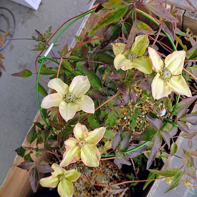 mi-saさんの実例写真