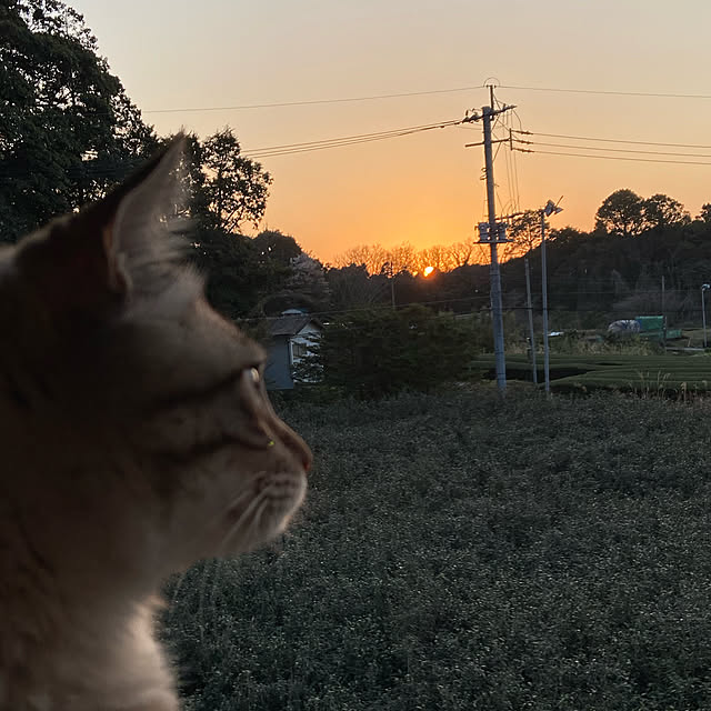 chiiさんの実例写真