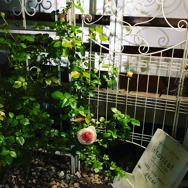 yokkochanさんの実例写真