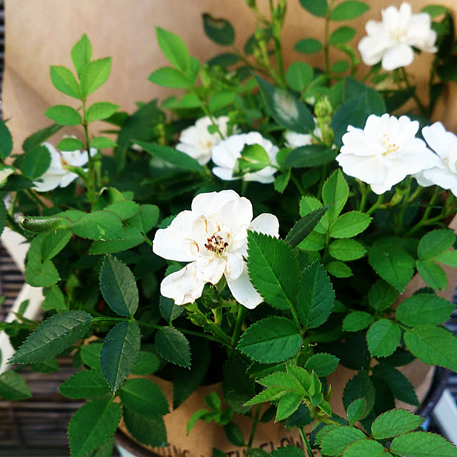 yellowflowerさんの実例写真