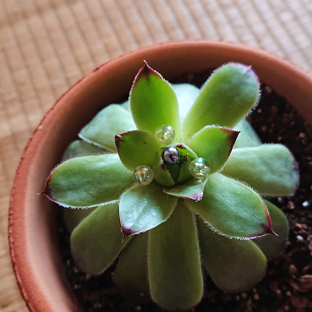 kumanopusan057さんの実例写真