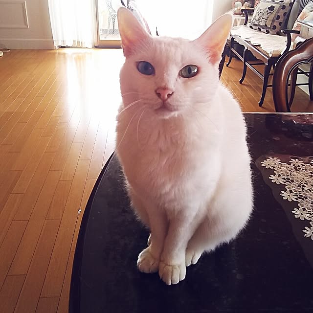 sakuraさんの実例写真