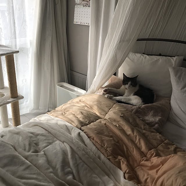 Shihoさんの実例写真