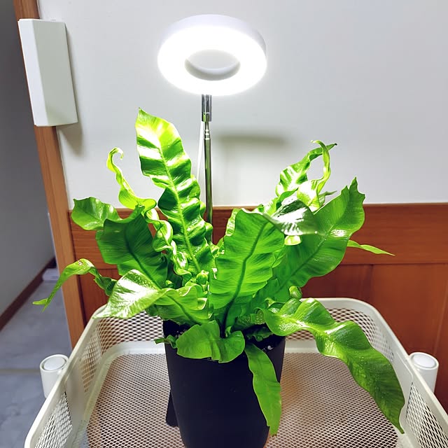 リビング/癒しスペース/ひとり暮らし/シンプルが好き/猫と暮らす...などのインテリア実例 - 2026-04-17 16:47:22