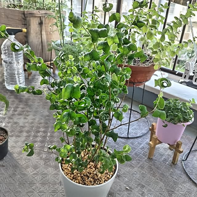 mi-saさんの部屋