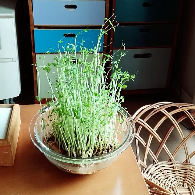 pinocky55さんの実例写真