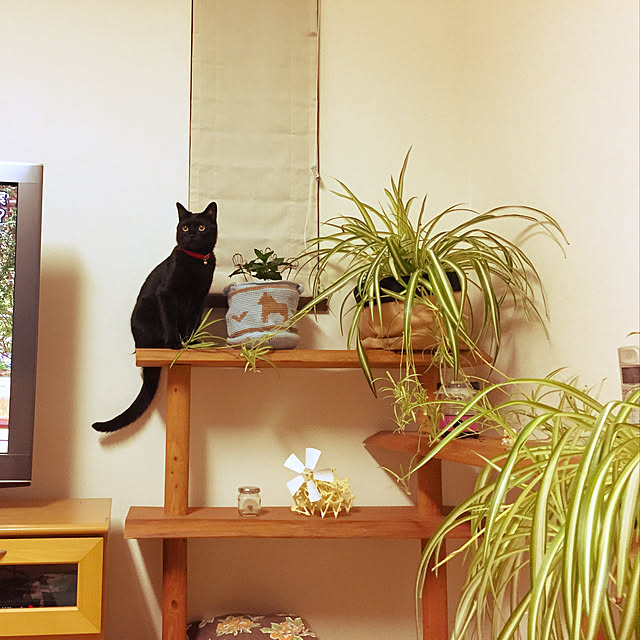 nanaさんの実例写真