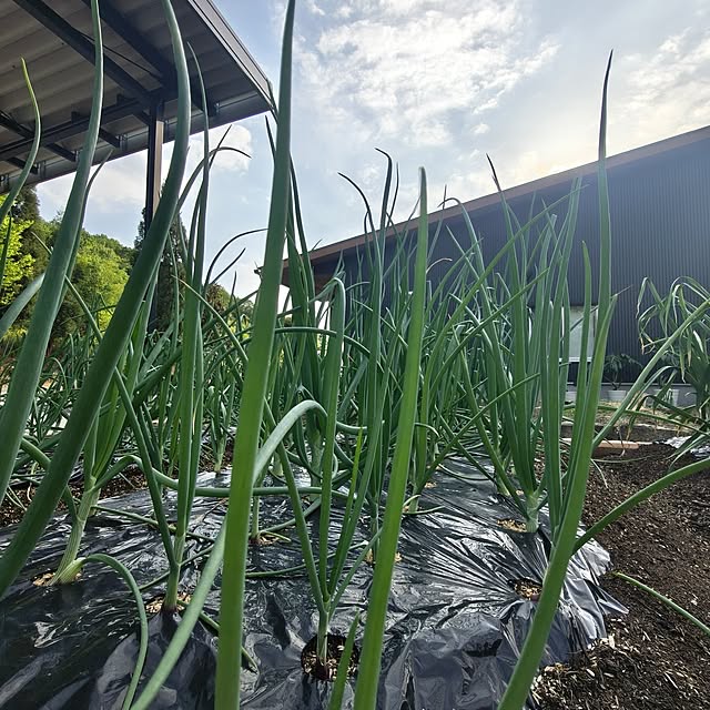 Rubiconさんの部屋