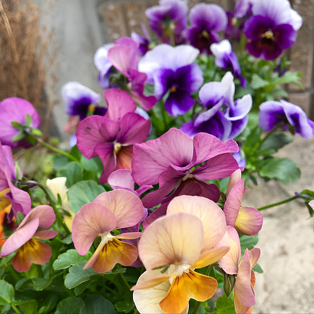 y---iさんの実例写真