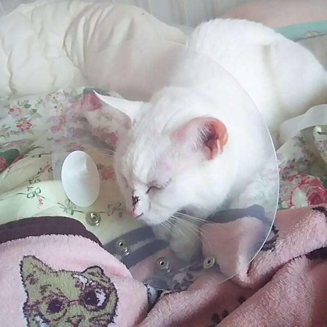 sakuraさんの実例写真