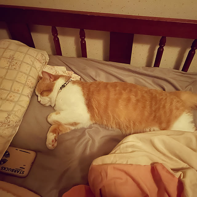 picotaさんの実例写真