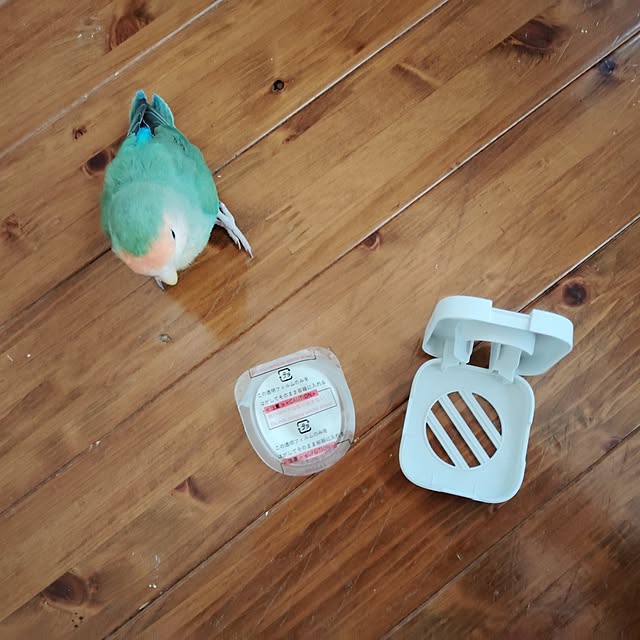 aoinokimiさんの実例写真