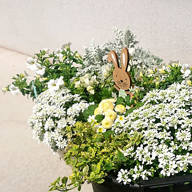 玄関/入り口/花のある暮らし/こどもと暮らす/こどものいる暮らし/セリア...などのインテリア実例 - 2020-04-02 13:06:43