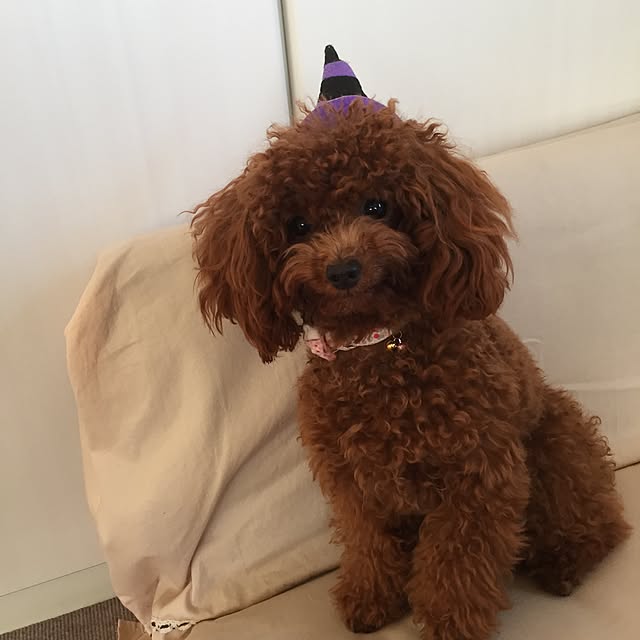 ISM.mumさんの実例写真