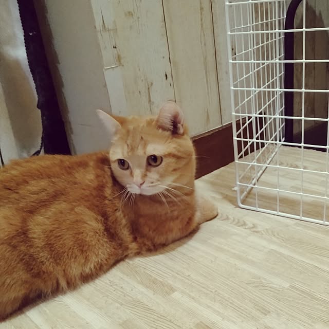 runaさんの部屋