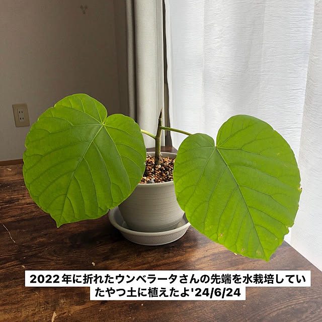 daifuku3yadeさんの部屋