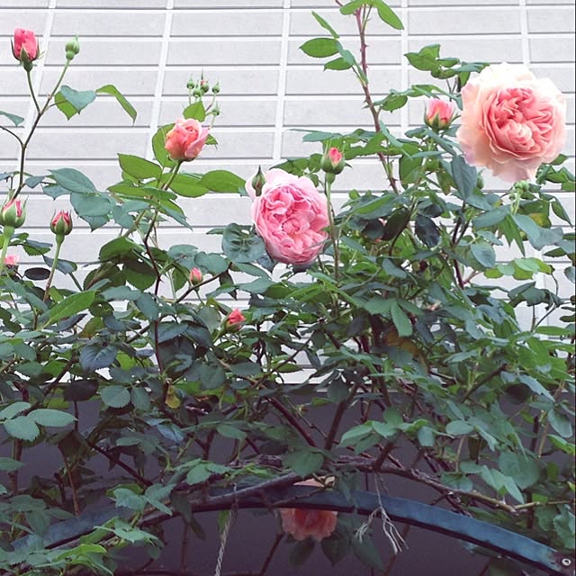 lavender_roseさんの実例写真
