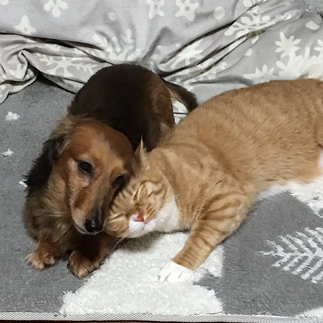 CATさんの実例写真