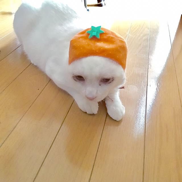 yucoさんの実例写真