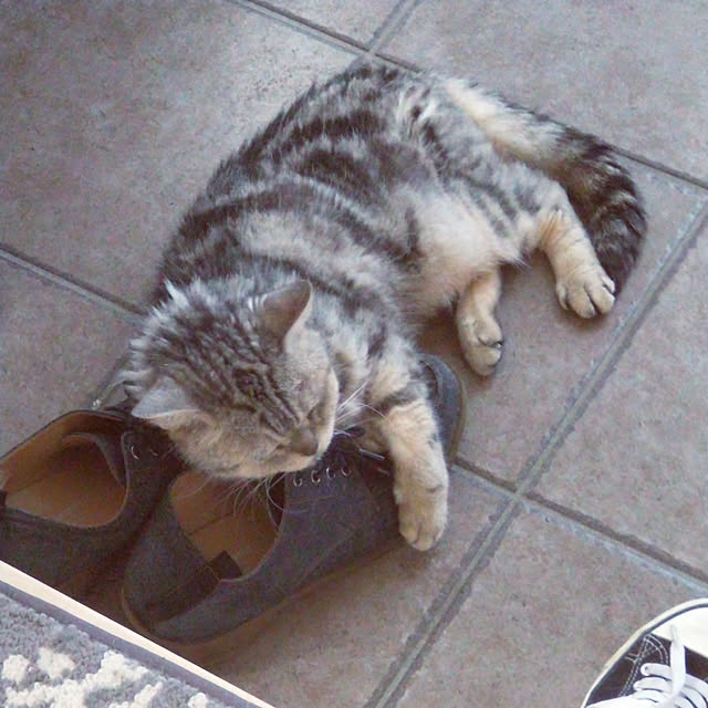suisaiさんの実例写真