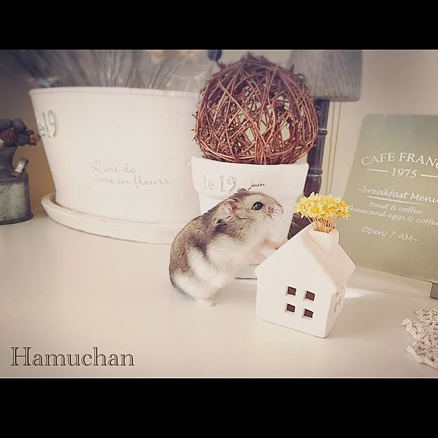 hamu.haruさんの実例写真