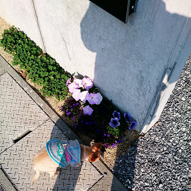 itigomirukuさんの実例写真