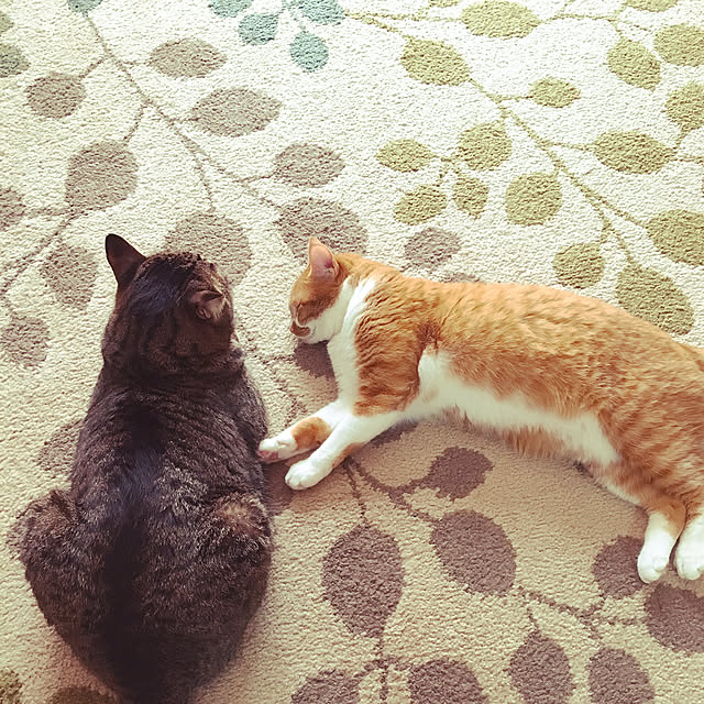 cocomaroさんの実例写真