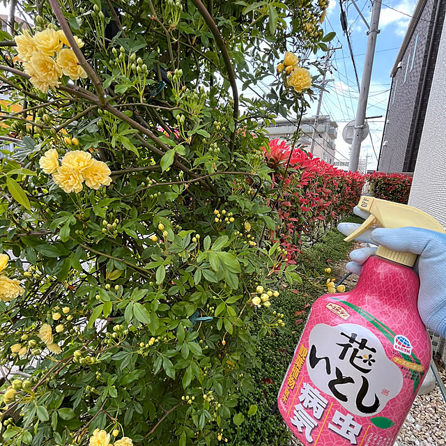 yukarin-gardenさんの部屋