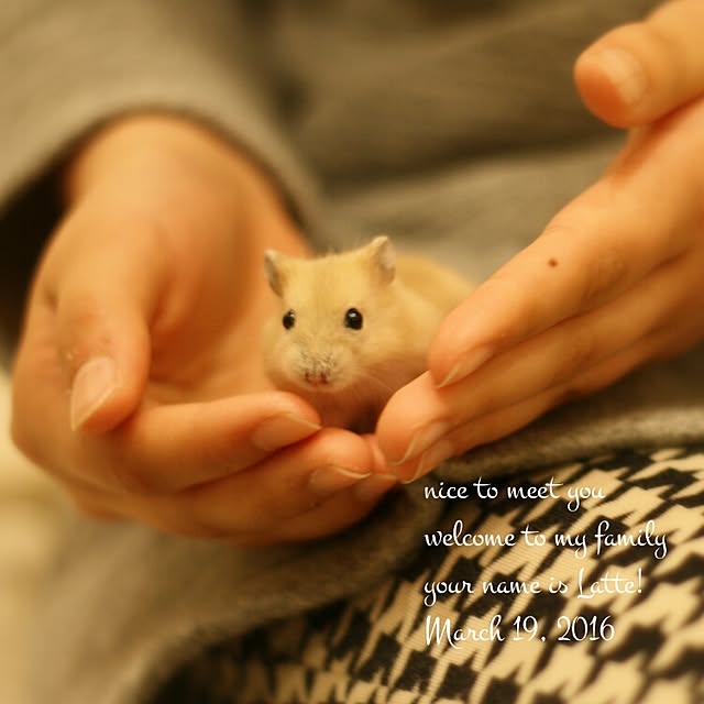 comiriさんの実例写真