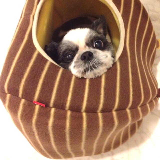 tahcheeさんの実例写真