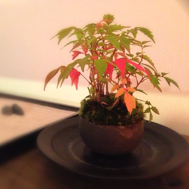 kinnさんの実例写真