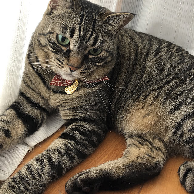 実例写真
