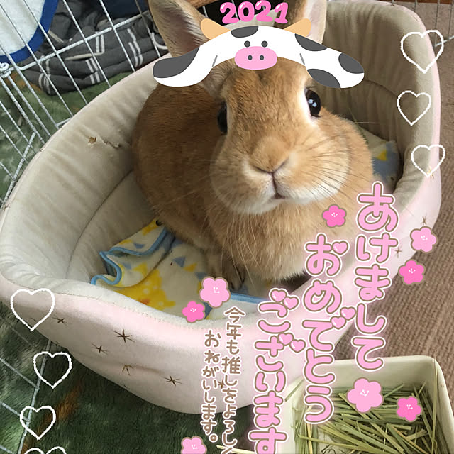 pikarunさんの実例写真