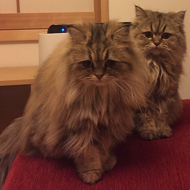 butachanさんの実例写真