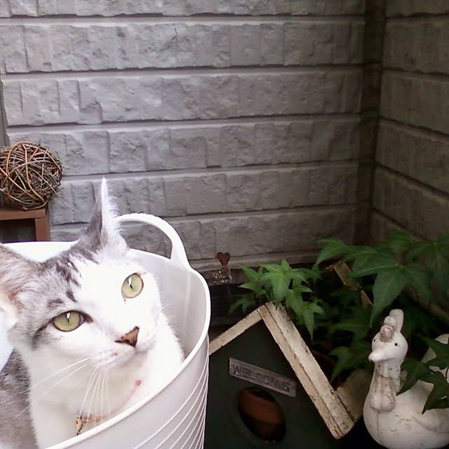 Mikaさんの実例写真