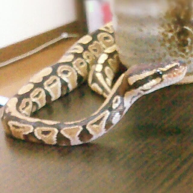ankosanさんの実例写真