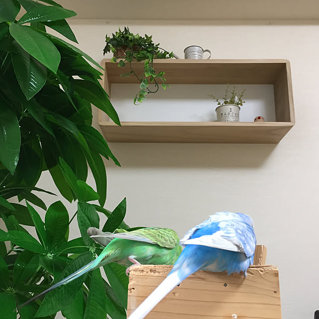 toratanさんの実例写真