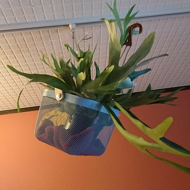 Mijoさんの実例写真